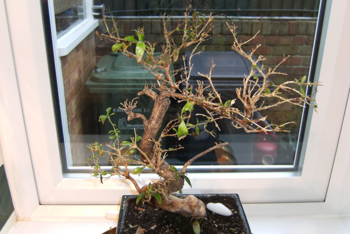 Poorly Serissa foetida Bonsai Serissa bonsai tree health and advice