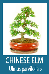 Chinese Elm Bonsai