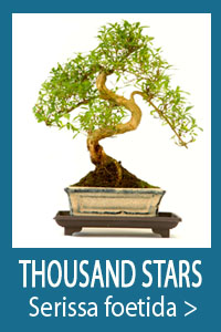 Tree of a Thousand Stars bonsai