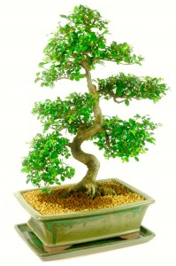 bonsai