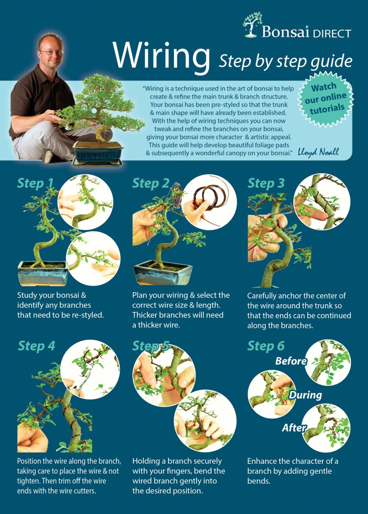 Wiring Bonsai - A Step-By-Step Guide