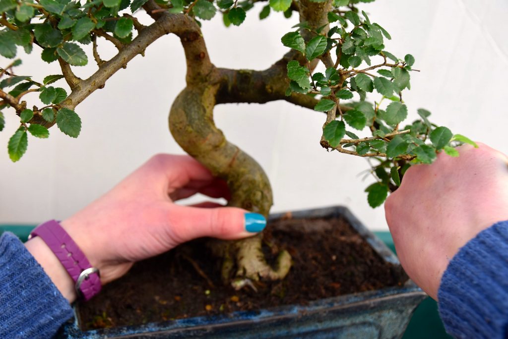 Take the bonsai out of the pot