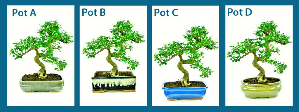 How do I Re-pot my Indoor Chinese Elm Bonsai Tree? - Bonsai Trees for Sale  UK