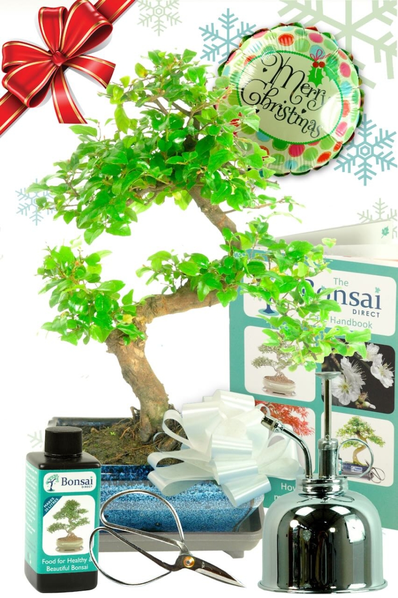 Outstanding Festive Sweet Plum Bonsai Gift Set