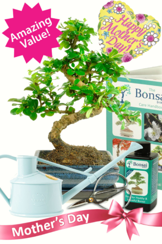 Supreme styled Mothers day bonsai starter kit