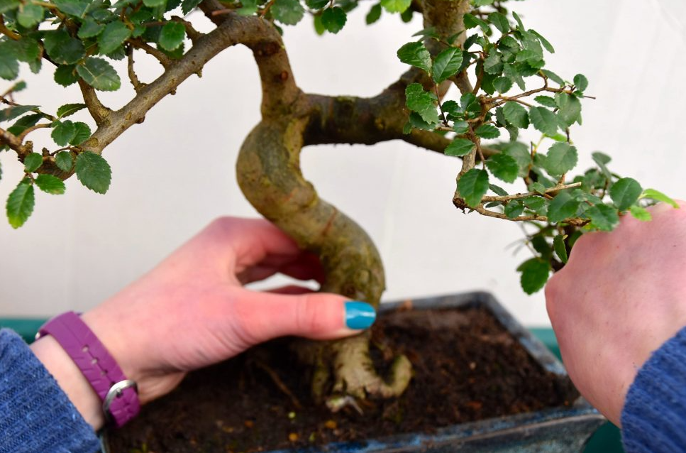 Repotting Bonsai Trees