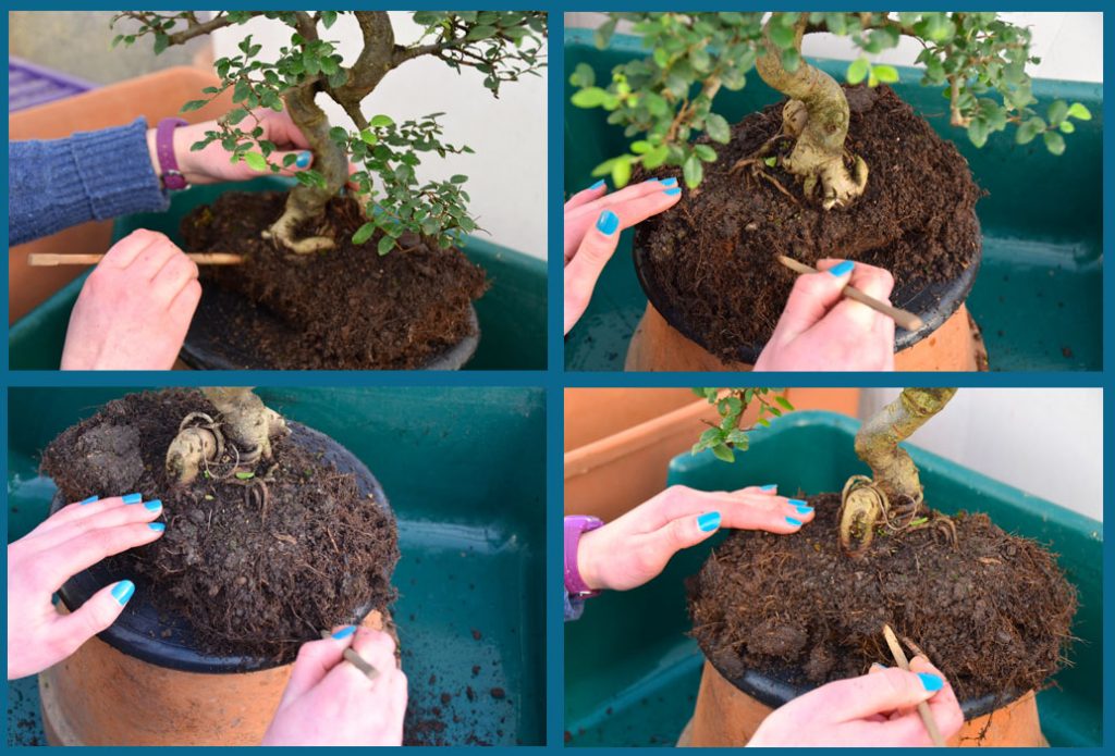 Teasing out the roots