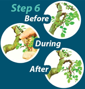 bonsai wire explained