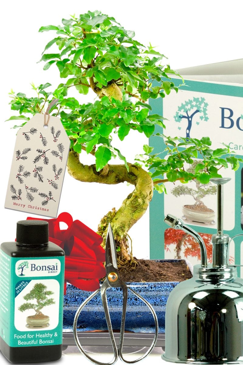  Bonsai Tree Gift  The ultimate guide 