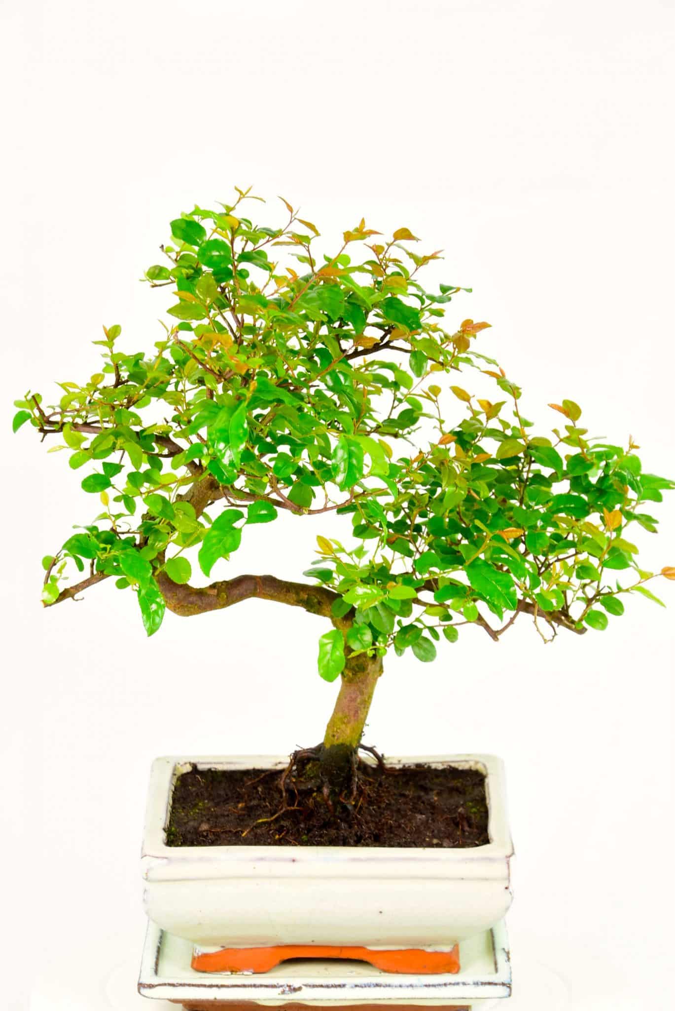Best Buy Christmas indoor Bonsai tree for sale - beautiful ...