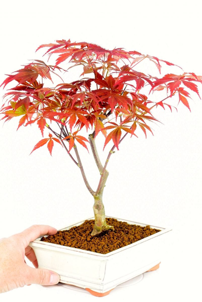 Beautiful Red Maple Bonsai With Character Trunk 