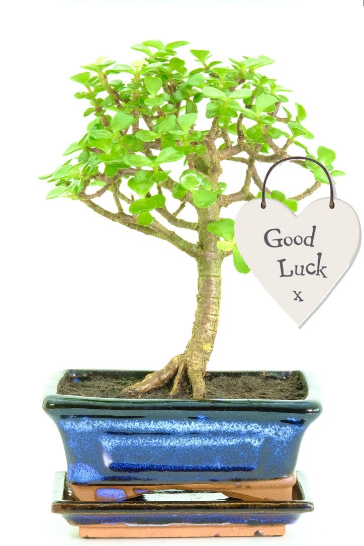 Great Does Bonsai Tree Bring Luck of the decade Don t miss out 