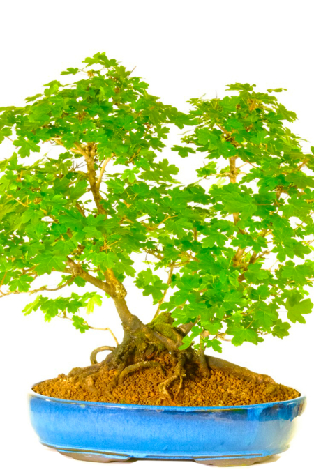 Specimen Acer campestre bonsai otee - 34 years old