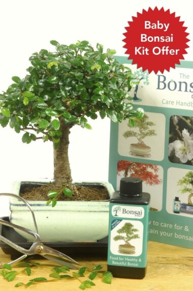 Bonsai Tree Kit, bonsai Starter Kit,Bonsai Tree Starter Kit,mini bonsai  tree kit, Christmas Gift, New Year's Gift, Student Gift