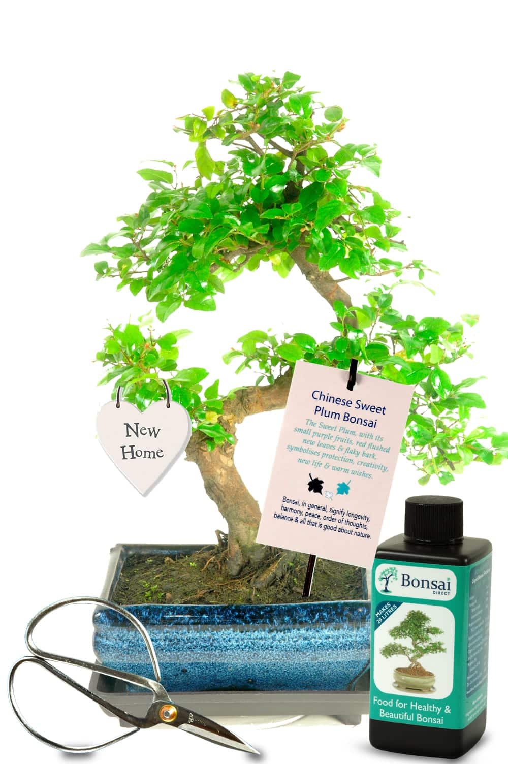 New Home House Warming Gifts That Grow Bonsai Trees For Sale Uk