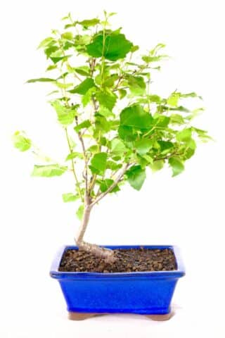 Vibrant Vitality - Fresh green leaves breathe life into this captivating bonsai