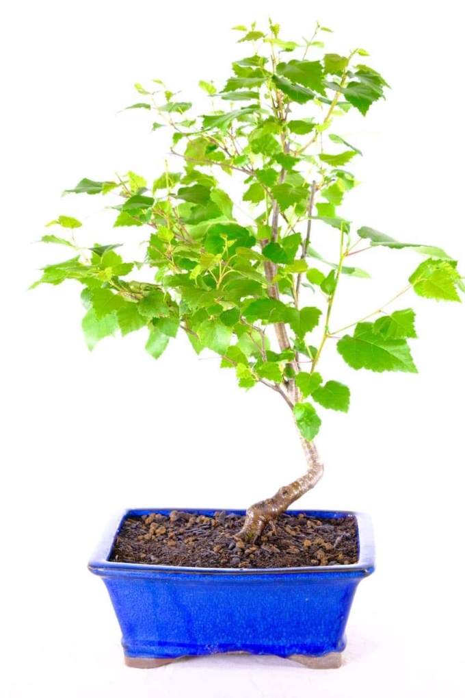 Nature's Grace - Unveiling the timeless beauty of the Silver Birch / Betula Pendula bonsai