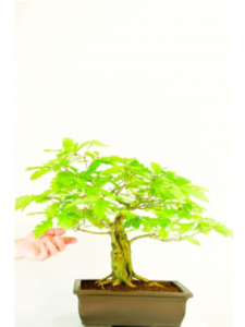 A beautiful bonsai with spectacular design