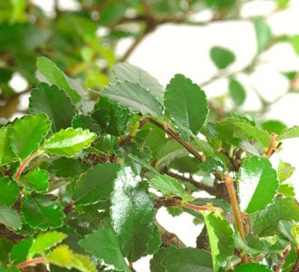 Bonsai feeding articles