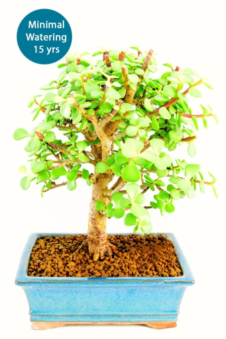 Minimal Watering Jade Bonsai Tree