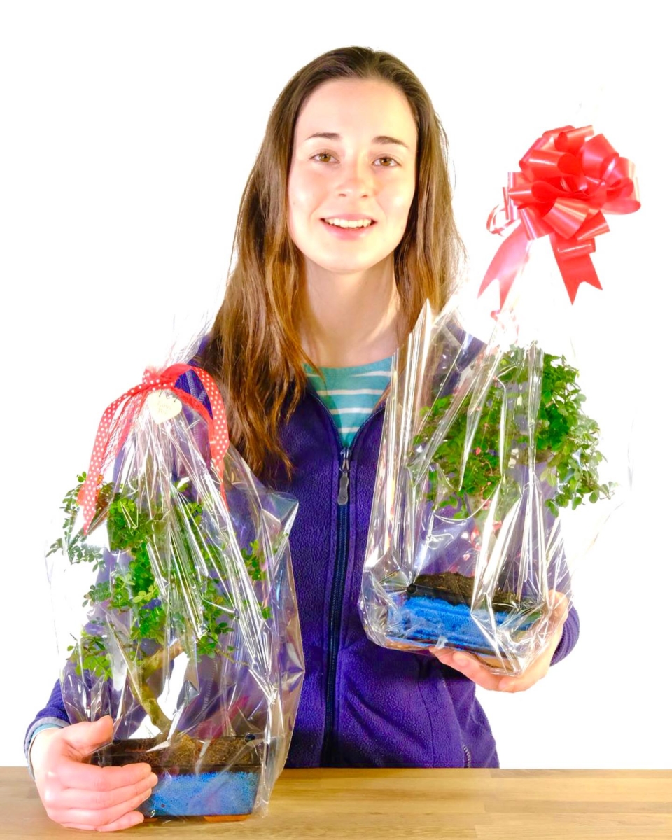 AMY - twisty bonsai The gift experience