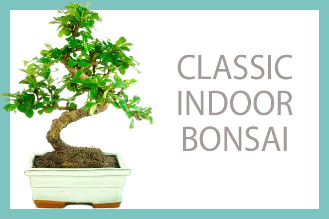10 Glazed Ceramic Oval Bonsai Pot - (New Cream) - Brussel's Bonsai