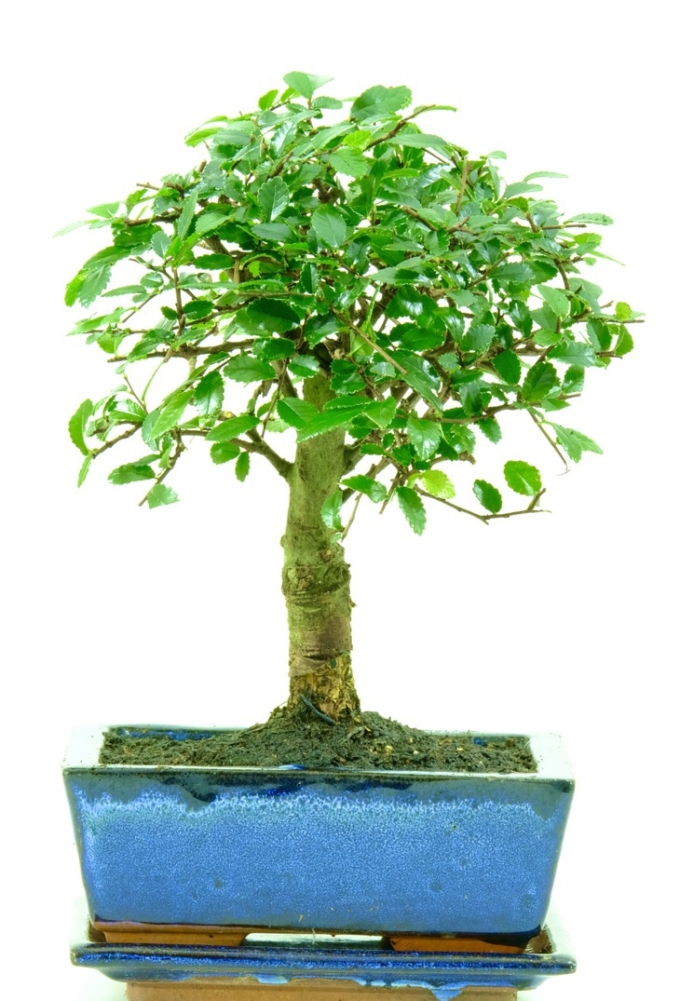 Indoor Chinese Elm starter bonsai tree with ceramic drip tray