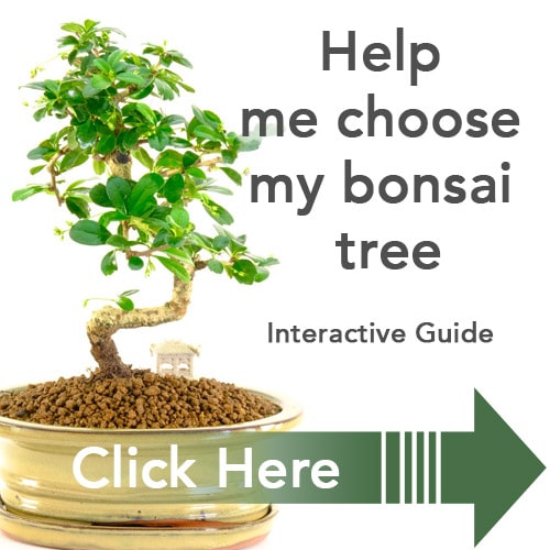 The Bonsai 4 Plastic Model Kit BON-04 Pine (Moyogi)