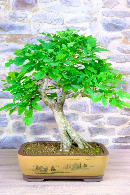 The most stunning Oak bonsai in engraved pot