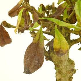 Brown tips to bonsai leaves