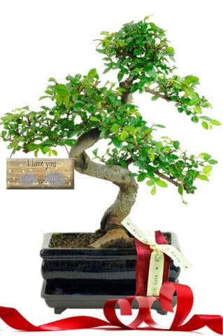 Best Beginners Bonsai Gift Set