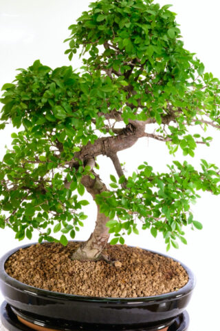 Specimen Chinese elm for beginners