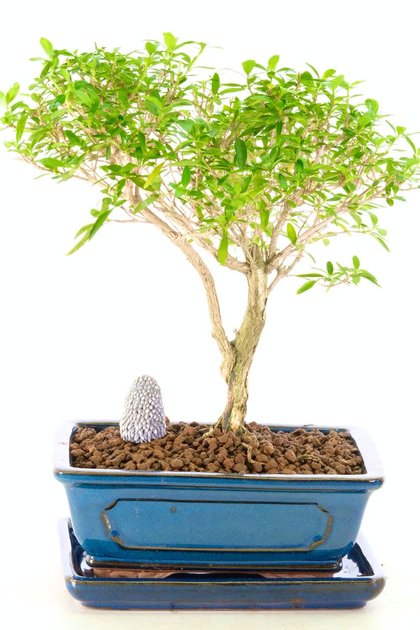 Best Bonsai Tree With White Flowers in the year 2023 Learn more here 
