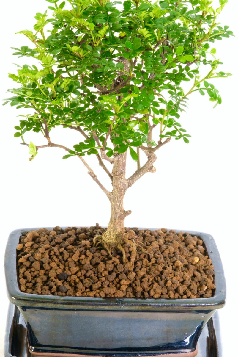 Little Orchard style Sweet Aromatic Pepper Tree Bonsai for sale UK