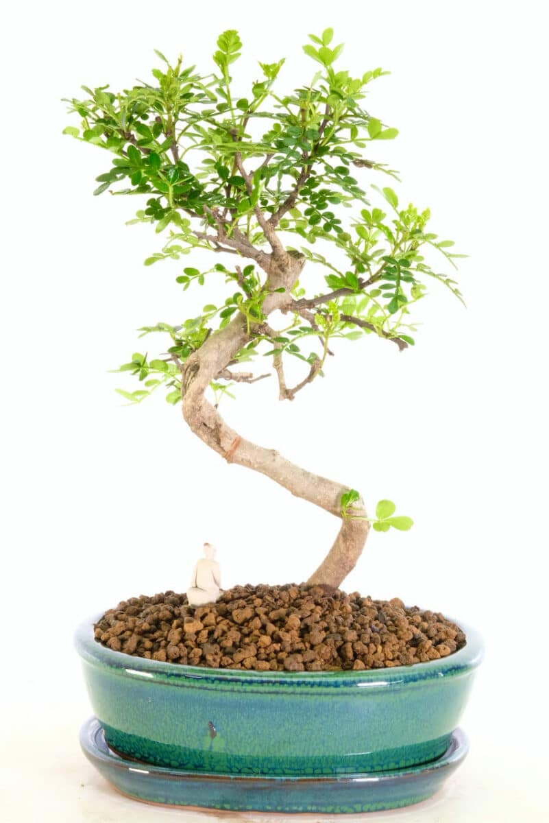 pepper tree bonsai image