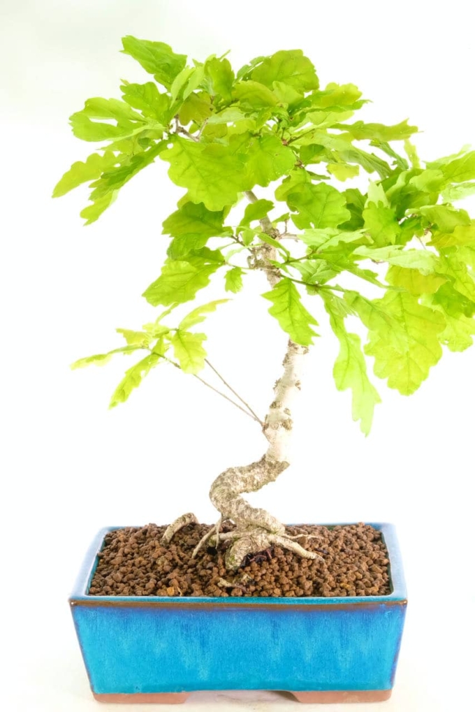 Top Oak Bonsai Tree For Sale in the world The ultimate guide 
