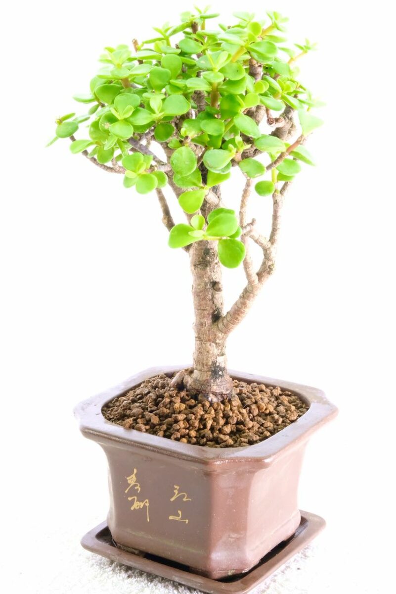  Lucky Bonsai Tree in 2023 Learn more here 