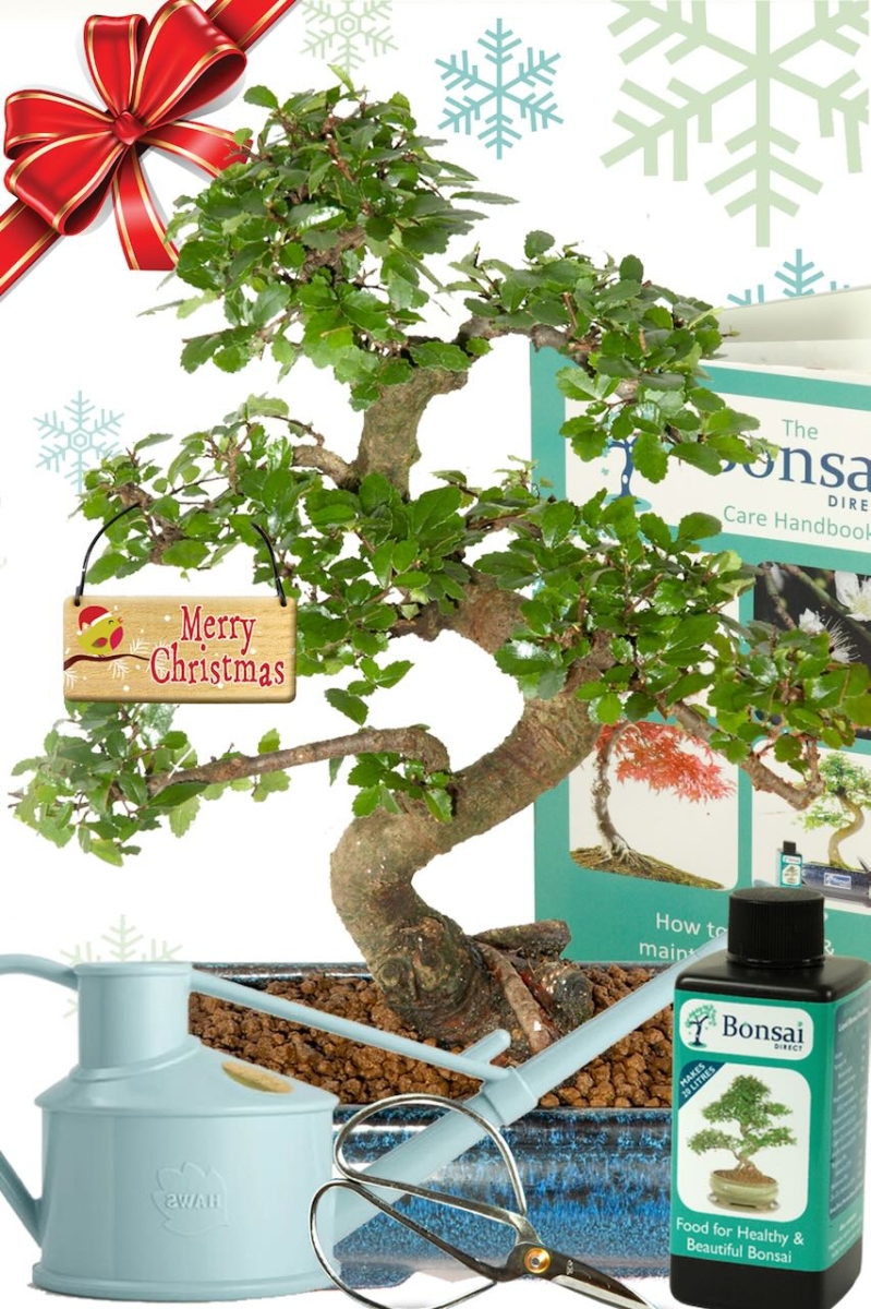 TOP CHRISTMAS BEGINNERS KIT - Twisty Indoor Bonsai Starter Kit Special Offer