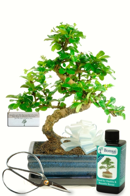 Flowering Indoor Bonsai beginners Starter Kit - Family Tree edition