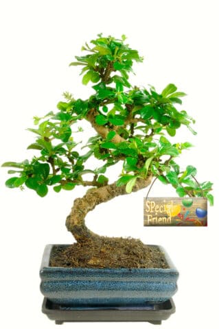 Flowering indoor bonsai gift for a special friend
