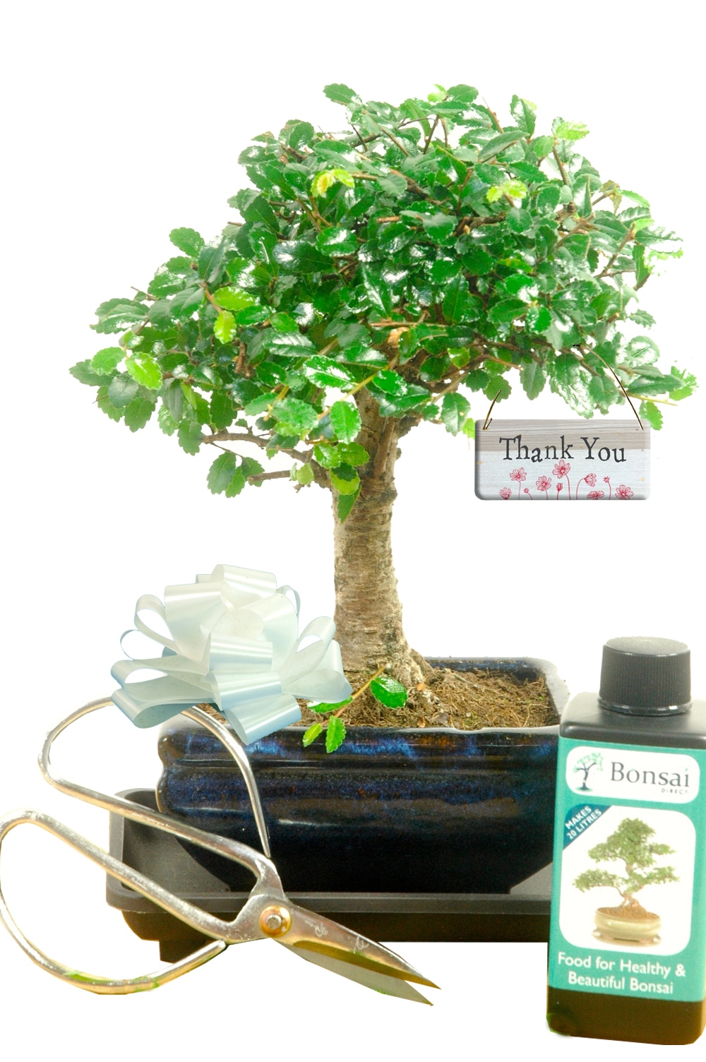 Complete Beginner’s Baby Bonsai Set – Thank You Edition