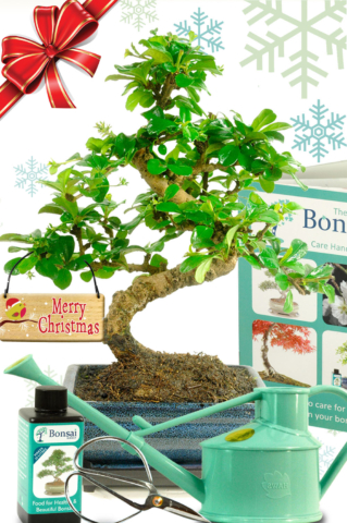 Christmas Family Gifts | Comprehensive flowering Twisty Fukien tea bonsai kit - Amazing Value