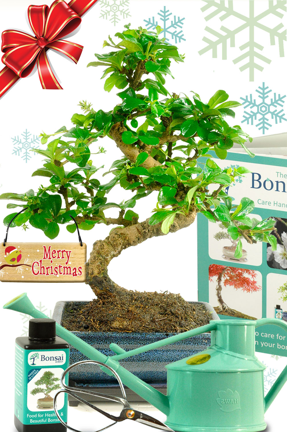 Fukien Tea Tree Bonsai Kit – Christmas Edition
