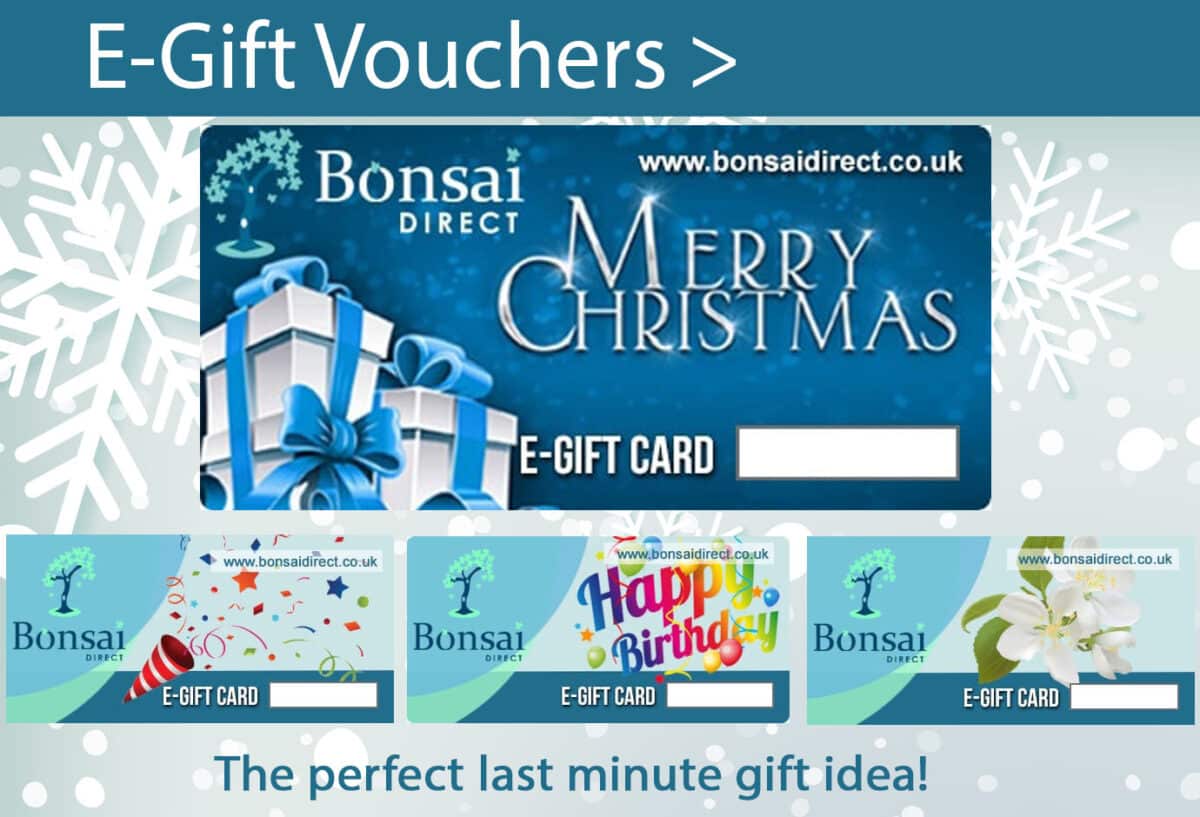 Bonsai Direct e-Gift Vouchers for Christmas