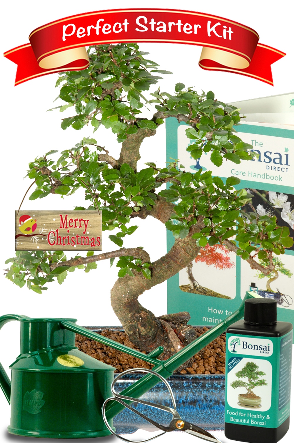 Christmas Beginners Twisty Indoor Bonsai Starter Kit Bargain - HIGHLY  RECOMMENDED
