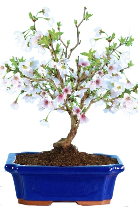 Flowering Cherry Blossom bonsai for sale