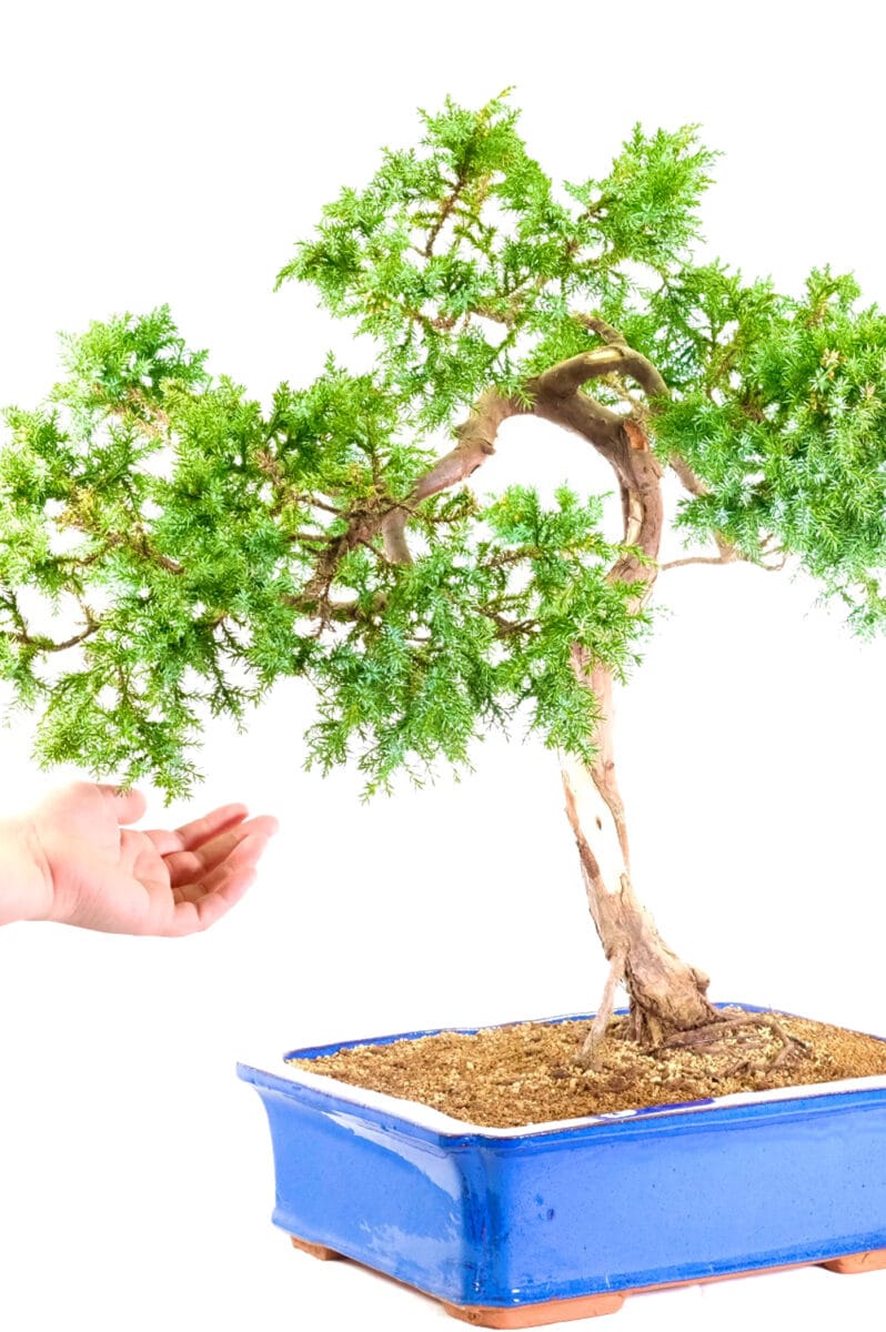 Specimen juniper with hand for scale and proportion