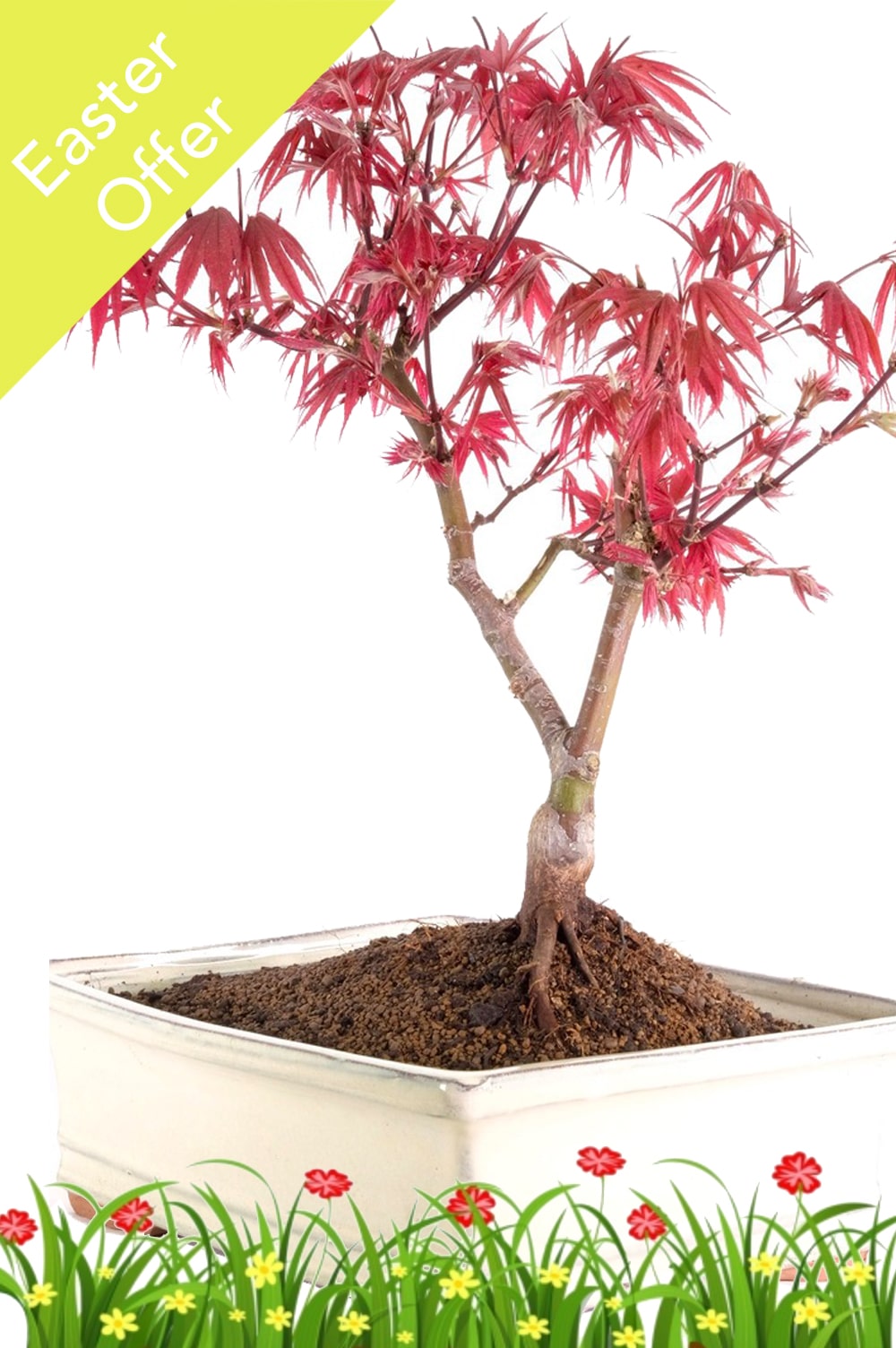 How to Grow and Care for Japanese Maple Bonsai