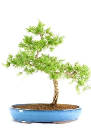 Sensational Larix bonsai from the conifer family