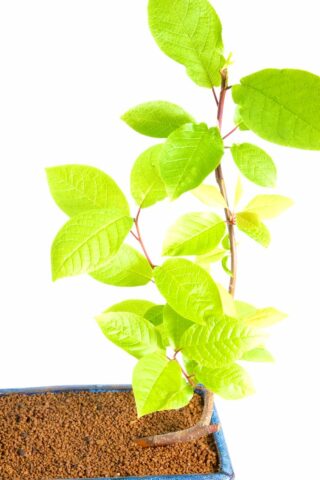 Prunus aviam - wild Cherry stater bonsai for sale on blue pot